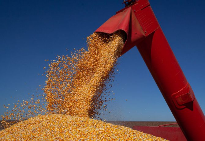 graos 670x460 - Milho: Colheita chega a 79,41% da área no Brasil, relata Pátria Agronegócios