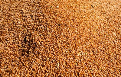 milho 400x255 - Conab: Brasil deve produzir 289,9 milhões de grãos no ciclo 2021/2022