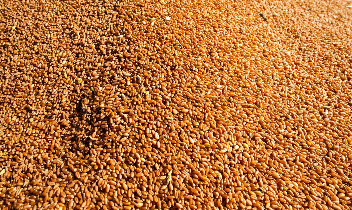 Conab: Brasil deve produzir 289,9 milhões de grãos no ciclo 2021/2022
