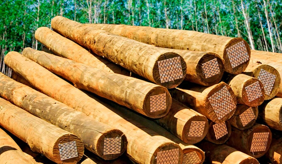 Novas regras para impulsionar a silvicultura no Espírito Santo já estão valendo