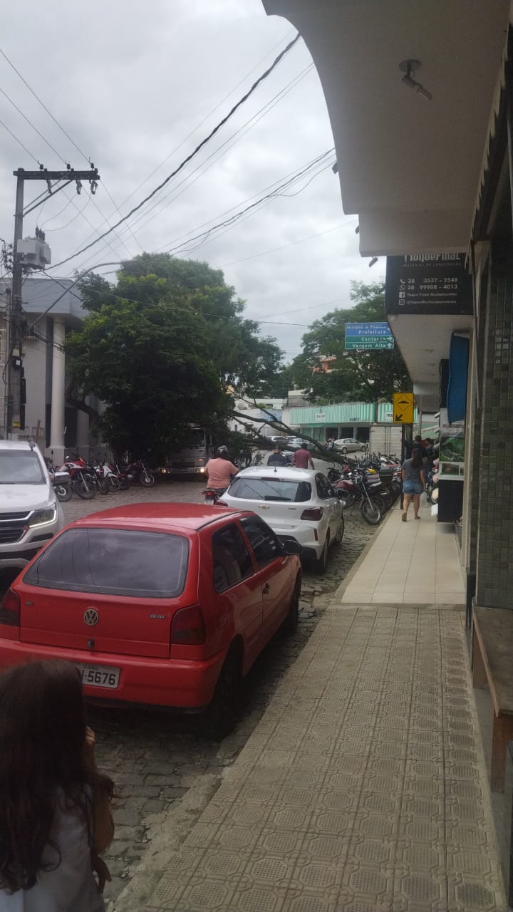 Arvore cai e interdita rua no Centro de Iconha