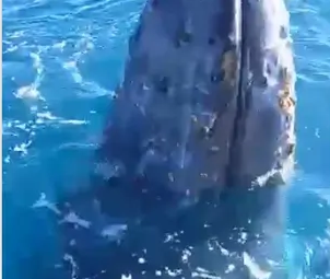 Sem titulo Copia 302x255 - VÍDEO: Baleia jubarte 'curiosa' se aproxima de embarcação e dá show para pescadores em Guarapari