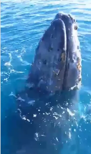 VÍDEO: Baleia jubarte ‘curiosa’ se aproxima de embarcação e dá show para pescadores em Guarapari