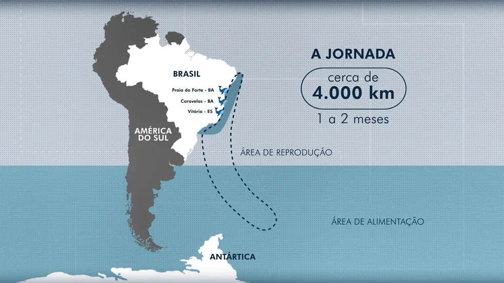 mapa baleias jubarte 27 05 2022.mov snapshot 00.10.772 - VÍDEO: Baleia jubarte 'curiosa' se aproxima de embarcação e dá show para pescadores em Guarapari