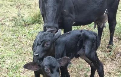 f59459c9 141f 400x255 - Lua e Estrela: Cidade no ES registra raro nascimento de bezerras gêmeas