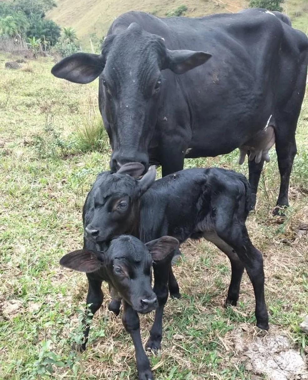 Lua e Estrela: Cidade no ES registra raro nascimento de bezerras gêmeas