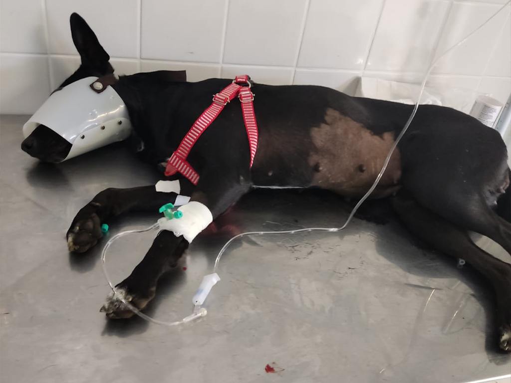 sem titulo 2 1.11 - Prefeitura de Vargem Alta firma parceria com Associação Protetores por Amor para castração de cães e gatos de rua