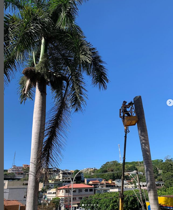 Árvores da escadaria da Igreja Matriz de Iconha são cortadas por medidas de segurança