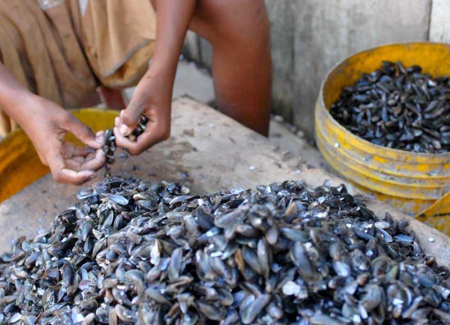 Defeso do sururu leva conscientização em Itapemirim