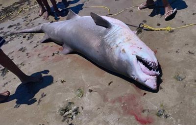 tubarao 400x255 - Tubarão é capturado por pescadores em praia de Anchieta