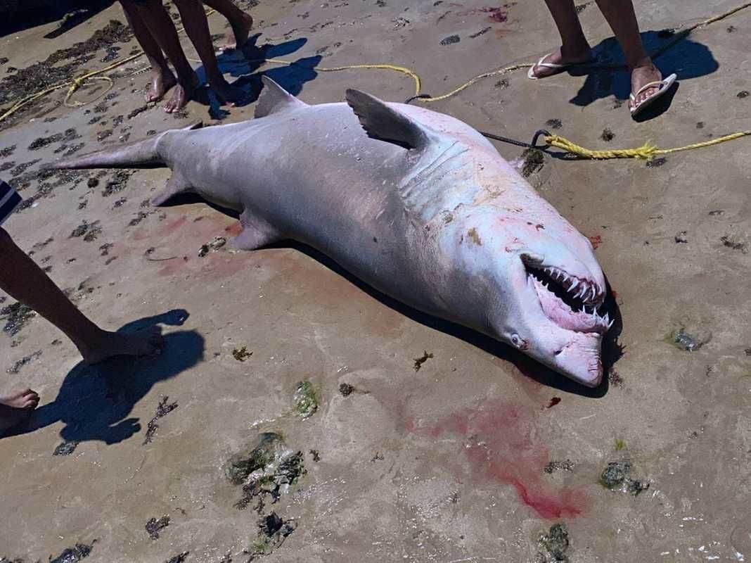 Tubarão é capturado por pescadores em praia de Anchieta