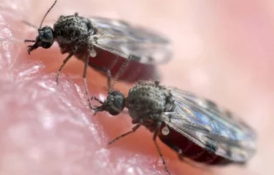 mosquito 2082839 article 400x255 - Casos de febre oropouche que é transmitido pelo Maruim, disparam no Brasil; conheça a doença