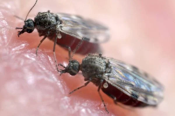 mosquito 2082839 article - Casos de febre oropouche que é transmitido pelo Maruim, disparam no Brasil; conheça a doença
