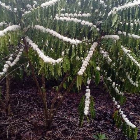 Mercado cafeeiro segue volátil e pressionado pelos fundamentos