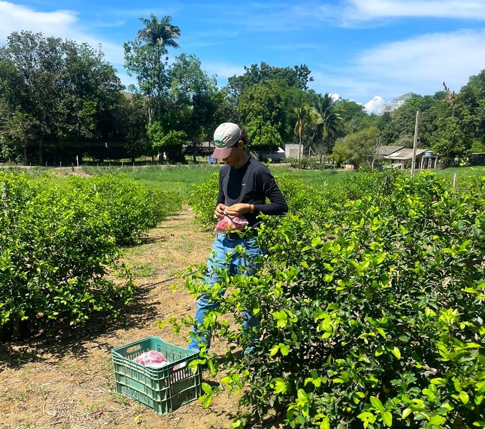 Genótipos de aceroleira avaliados pelo Incaper apresentam alta produtividade em estudo inédito no Espírito Santo