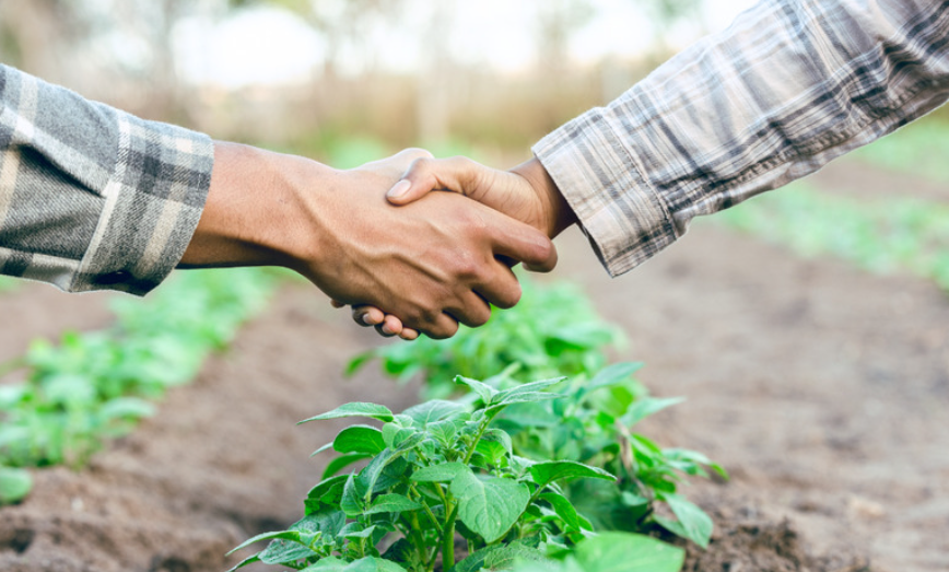 Agosto e o plantio de hortaliças: como cultivar conforme o clima local
