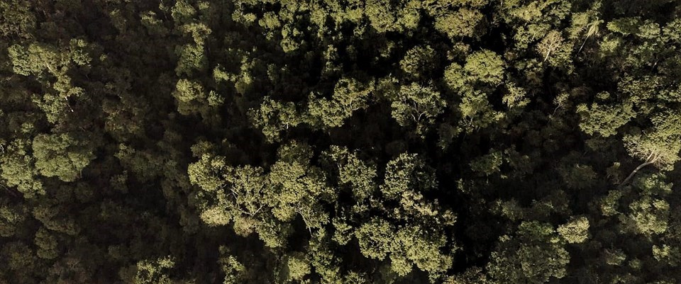 Espírito Santo lidera ranking nacional de recuperação de áreas degradadas