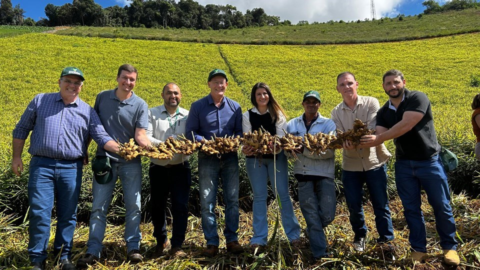 Espírito Santo dá início à colheita do gengibre da safra 2025