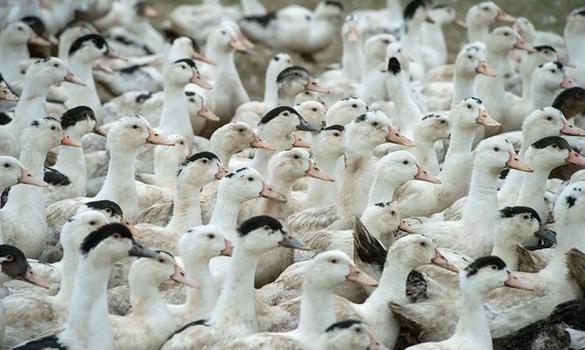 Mortes de gansos e patos em zoológico no RS foram por gripe aviária