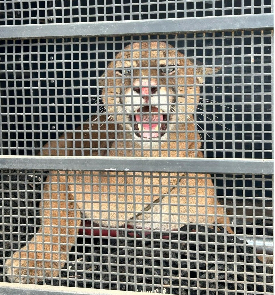 BPMA resgata onça-parda no centro de Iconha