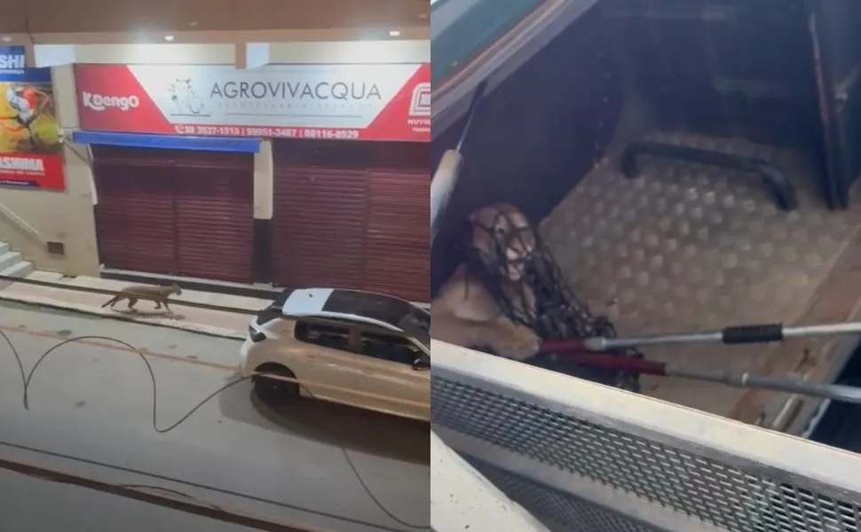 Onça Parda é capturada no centro de Iconha