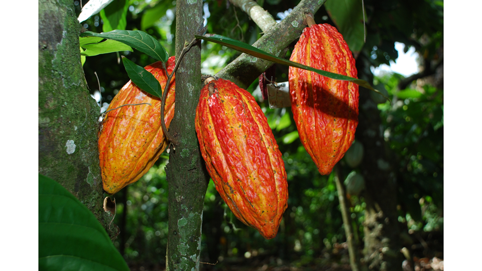 Incaper promove curso on-line e gratuito sobre cultura do cacaueiro