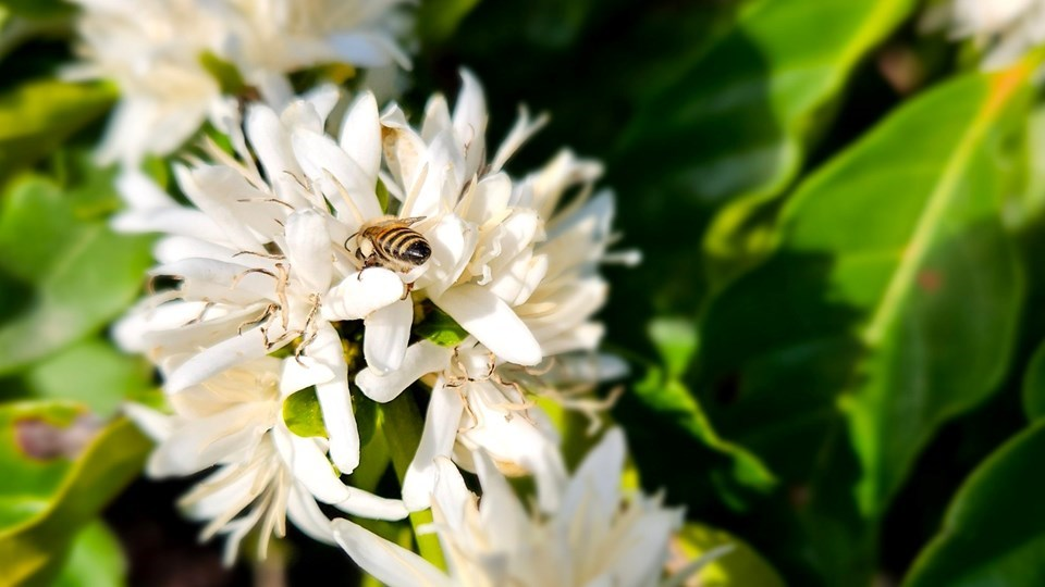 Espírito Santo: moldando o futuro da cafeicultura com sustentabilidade, inovação e logística integrada