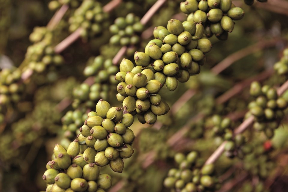 Valor Bruto da Produção Agropecuária do Espírito Santo bate recorde histórico e chega a R$ 31,2 bilhões