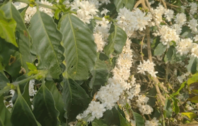 cafe 400x255 - Florada sem chuva: Primeiras flores do café secam por conta do clima seco no Brasil
