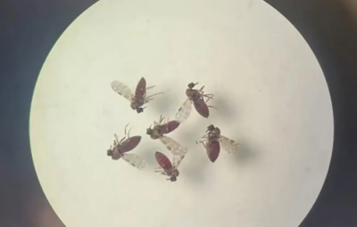 mosquito 400x255 - Estudo explica diferença de sintomas entre febre do Oropouche e dengue