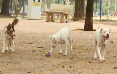 cachorro 400x255 - Lei torna crime exercício ilegal da medicina veterinária