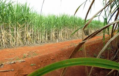 cana de acucar 400x255 - Produção brasileira de cana-de-açúcar pode chegar a 646 milhões de toneladas