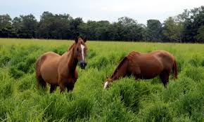 cavalos - Exame de mormo não é mais exigido para trânsito entre propriedades