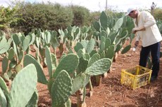 Bahia declara situação de emergência em mais 173 cidades bahia - Bahia declara situação de emergência em mais 173 cidades