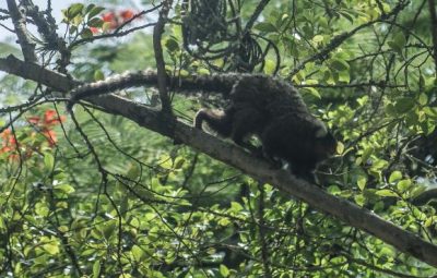 macaco 0 400x255 - Pesquisa mostra que parasita que causa malária em macacos pode infectar humanos