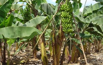 produtores de banana de Anchieta 400x255 - Visita técnica para produtores de banana de Anchieta