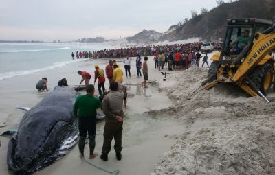 baleia 400x255 - Mutirão consegue devolver ao mar baleia que encalhou na Região dos Lagos