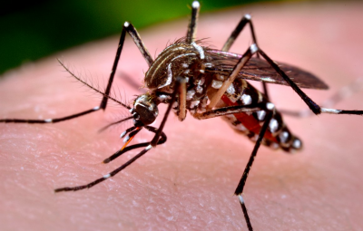 aedes aegypti 0 1 400x255 - Sesa divulga boletim de Chikungunya