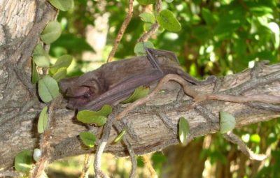 amazonas registra duas mortes por raiva humana 696x392 400x255 - Amazonas registra duas mortes por raiva humana