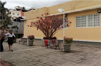 Árvore dos Sonhos e Casa do Papai Noel já podem ser visitadas