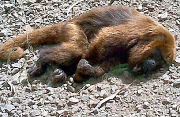 Rio já tem 131 macacos mortos em todo o estado; 69% foram vítimas de ação humana