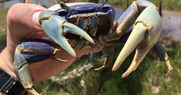 Planos determinam a preservação de 13 espécies aquáticas ameaçadas
