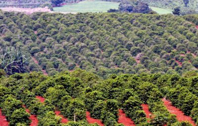 conab765 400x255 - Produção de café do País deve chegar a 58 milhões de sacas em 2018