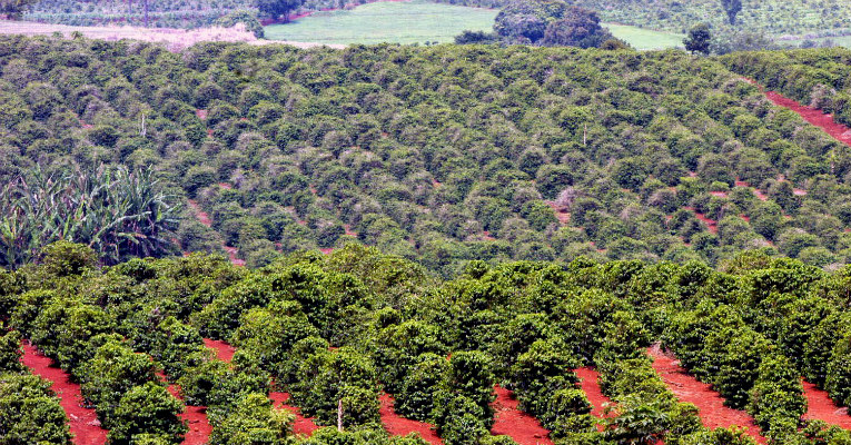 Produção de café do País deve chegar a 58 milhões de sacas em 2018