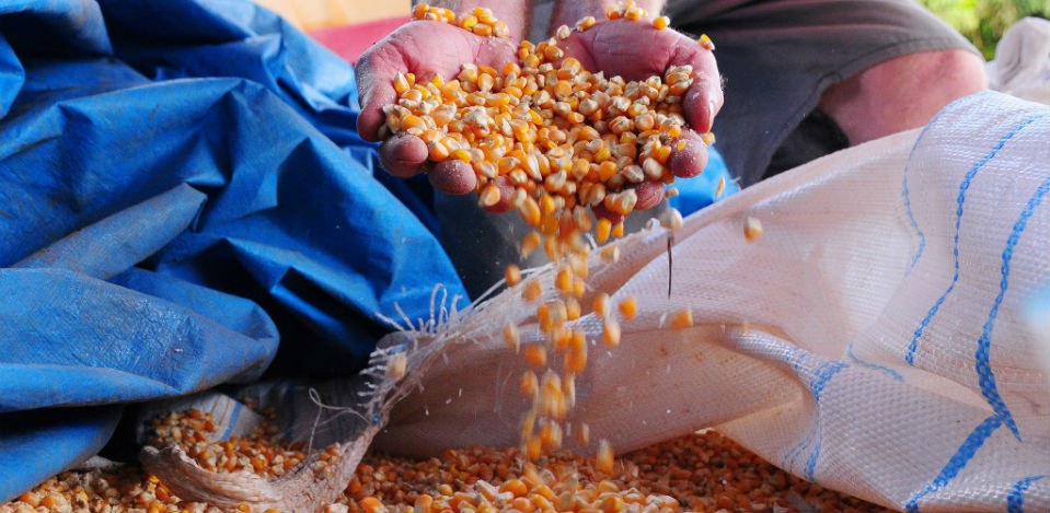 Confira como ter acesso ao crédito rural da agricultura familiar