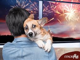 Copa do Mundo: como proteger o cachorro dos fogos de artifício?