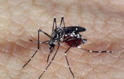 aedes dengue 0 400x255 - Brasil tem mais de 6,5 milhões de casos prováveis de dengue este ano