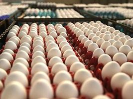 00ovos04 - Espírito Santo lidera crescimento da produção  de ovos e aves no Sudeste
