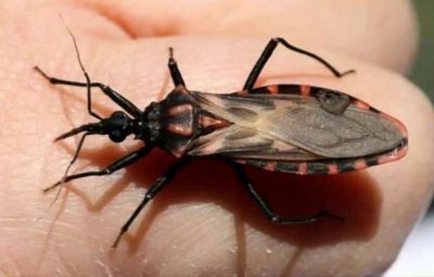 Instituto confirma surtos de doença de Chagas em fase aguda no Pará 400x255 - Instituto confirma surtos de doença de Chagas em fase aguda no Pará