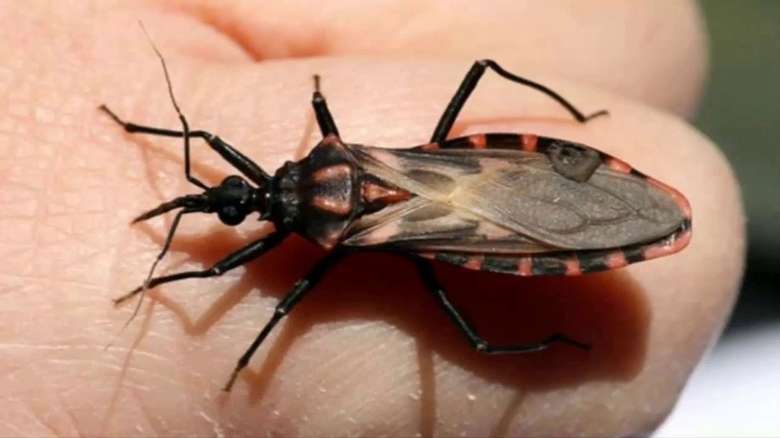 Instituto confirma surtos de doença de Chagas em fase aguda no Pará